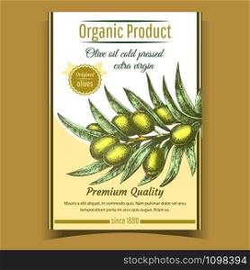 Agricultural Fresh Olive Tree Branch Banner Vector. Organic Product Olive Oil Cold Pressed Extra Virgin Premium Quality. Designed Vegetable Detail Template Color Poster Illustration. Agricultural Fresh Olive Tree Branch Banner Vector