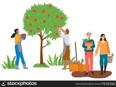 Agriculture and gardening vector, man and woman couple working together. Picking apples from trees in garden and holding baskets with carrots at plantation. Pick apples concept. Flat cartoon. Autumn Season Picking Apples and Carrots Vector