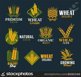 Agriculture cereal ears and spikes. Vector wheat, rye and barley stalk isolated symbols of gold spikelets, ripe grains, yellow and green leaves. Bakery, bread and organic cereal food shop. Agriculture cereal ears, spikes of wheat and rye
