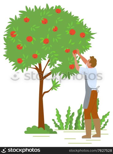 Agriculture gardener vector, isolated fruit tree with red apples. Flat style character working with plants in autumn, harvesting season reaching peak. Picking apples concept. Flat cartoon. Man Picking Apples from Trees in Garden Worker