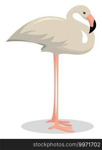 Albino flamingo, illustration, vector on white background