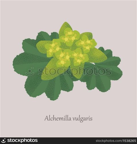 Alchemilla vulgaris is a perennial plant with green leaves and yellow flowers. Medicinal plant on a gray background.. Alchemilla vulgaris perennial plant with green leaves and yellow flowers.