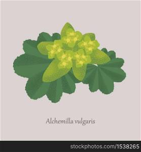 Alchemilla vulgaris is a perennial plant with green leaves and yellow flowers. Medicinal plant on a gray background.. Alchemilla vulgaris perennial plant with green leaves and yellow flowers.