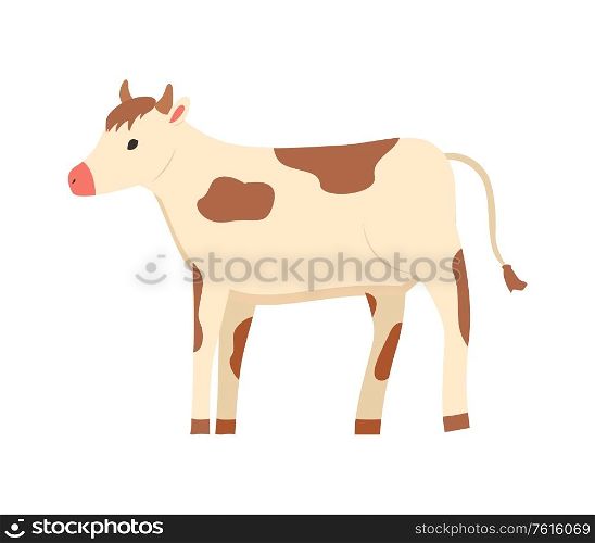alf of domestic cow, tending of animals vector, isolated cub with horns, highland cattle with sports, fluffy animal farming pet, agriculture and breeding. Cow Rustic, Livestock Domestic Animal Farming