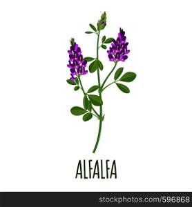 Alfalfa vector logo in flat style. Isolated object. Superfood alfalfa medical herb. Vector illustration.. Alfalfa icon in flat style on white background