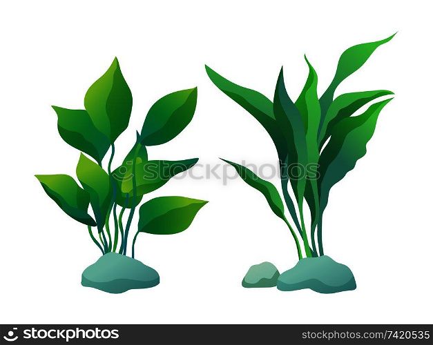 Algae plant with deltoid and wedge-shaped leaves. Vector illustration set isolated on white for informative maritime poster or nautical journal.. Algae Plants with Deltoid and Wedge Shaped Leaves
