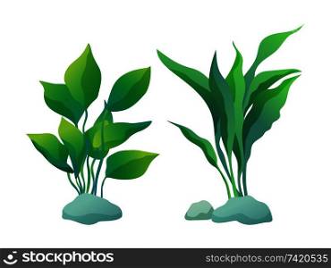 Algae plant with deltoid and wedge-shaped leaves. Vector illustration set isolated on white for informative maritime poster or nautical journal.. Algae Plants with Deltoid and Wedge Shaped Leaves