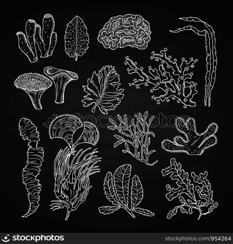 Algae sketch. Vector hand drawn seaweed elements set on black chalkboard background illustration. Algae sketch. Vector seaweed set on black chalkboard