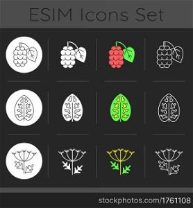 Allergens and allergy causes dark theme icons set. Dieffenbachia, dumb cane plant pollen. Queen Annes lace. Linear white, solid glyph and RGB color styles. Isolated vector illustrations. Allergens and allergy causes dark theme icons set