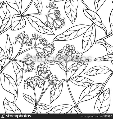 allspice seamless pattern. allspice plant seamless pattern on white background
