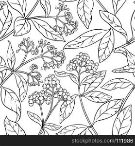 allspice seamless pattern. allspice plant seamless pattern on white background
