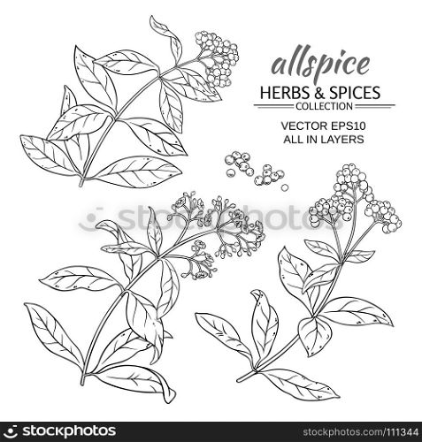 allspice vector set. allspice plant vector set on white background