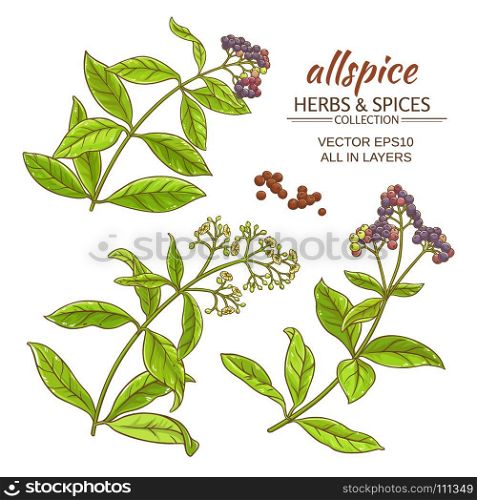 allspise vector set. allspice plant vector set on white background