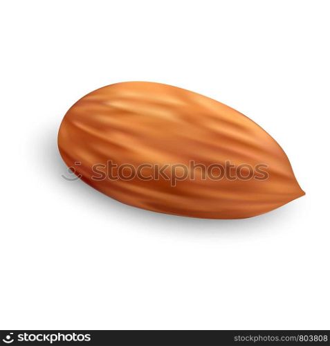 Almond nut icon. Realistic illustration of almond nut vector icon for web design. Almond nut icon, realistic style