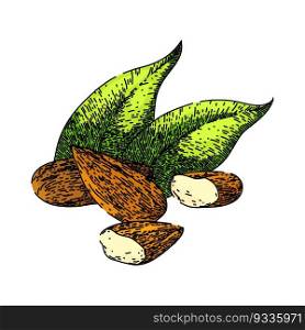 almond nut leaves hand drawn. food cut, sweet raw, view whole, broken leaf, fruit pile almond nut leaves vector sketch. isolated color illustration. almond nut leaves sketch hand drawn vector