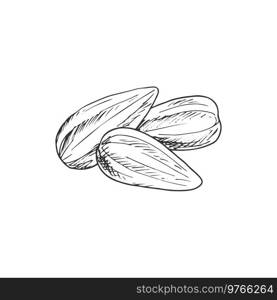 Almond nut or sunflower seeds isolated. Vector vegetarian food snack, roasted nuts. Kernels of almond nut or sunflower seeds isolated