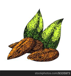 almond nut raw hand drawn. food cut, sweet view, top leaves, broken leaf, fruit pile almond nut raw vector sketch. isolated color illustration. almond nut raw sketch hand drawn vector
