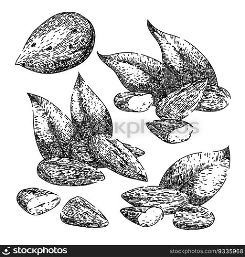 almond nut set hand drawn. food cut, sweet raw, view whole, leaves broken, leaf fruit almond nut vector sketch. isolated black illustration. almond nut set sketch hand drawn vector