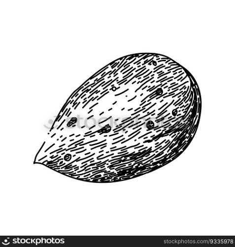 almond nut white hand drawn. food cut, sweet raw, view whole, leaves broken, leaf fruit almond nut white vector sketch. isolated black illustration. almond nut white sketch hand drawn vector