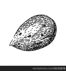almond nut white hand drawn. food cut, sweet raw, view whole, leaves broken, leaf fruit almond nut white vector sketch. isolated black illustration. almond nut white sketch hand drawn vector