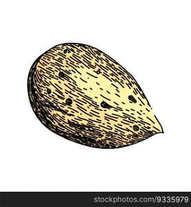 almond nut white hand drawn. food cut, sweet raw, view whole, leaves broken, leaf fruit almond nut white vector sketch. isolated color illustration. almond nut white sketch hand drawn vector