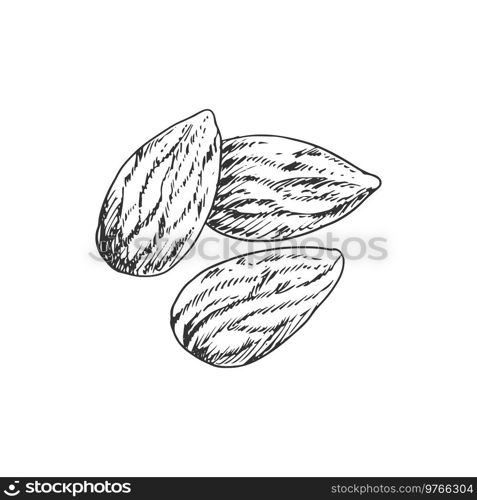 Almond nut with leaf isolated monochrome icon. Vector kernels, vegetarian food snack. Kernels of almond nut with leaves isolated sketch