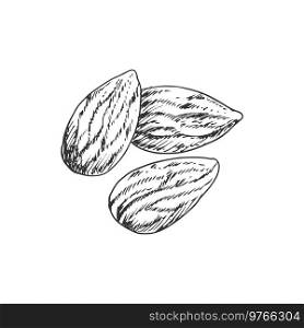 Almond nut with leaf isolated monochrome icon. Vector kernels, vegetarian food snack. Kernels of almond nut with leaves isolated sketch