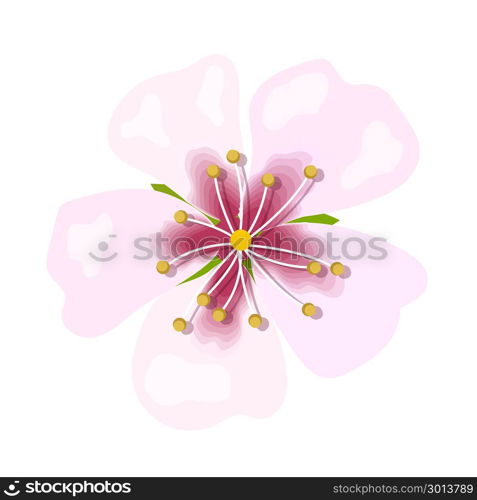 Almond pink flower isolated on white background. Macro, closeup. Almond pink flower isolated on white background. Macro, closeup. blossoming. Spring floral theme for postcard, decoration. Vector illustration. greeting card template