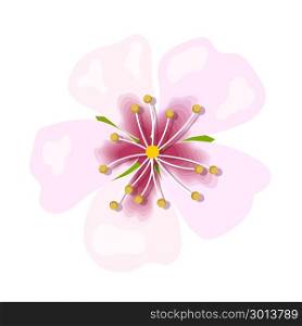Almond pink flower isolated on white background. Macro, closeup. Almond pink flower isolated on white background. Macro, closeup. blossoming. Spring floral theme for postcard, decoration. Vector illustration. greeting card template