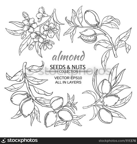 almond vector set. almond branches vector set on white background