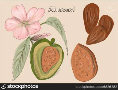 almonds. nuts and flowers on biege background