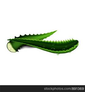 Aloe leaf icon. Cartoon of aloe leaf vector icon for web design isolated on white background. Aloe leaf icon, cartoon style