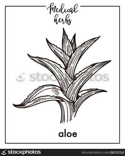 Aloe medical herb sketch botanical design icon for medicinal herb or phytotherapy and cosmetics. Vector isolated aloe vera leaf plant symbol for herbal natural medicine. Aloe medical herb sketch botanical vector icon for medicinal herbal phytotherapy design