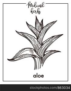 Aloe medical herb sketch botanical design icon for medicinal herb or phytotherapy and cosmetics. Vector isolated aloe vera leaf plant symbol for herbal natural medicine. Aloe medical herb sketch botanical vector icon for medicinal herbal phytotherapy design