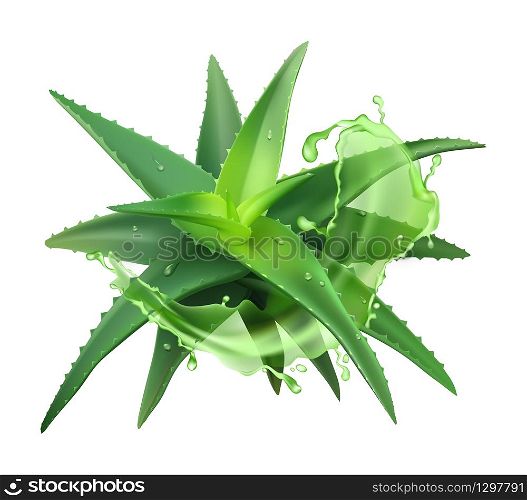 Aloe realistic plant. Green aloe vera, medicine plant and juice splash, natural cosmetology component and skin cream isolated vector medical illustration. Aloe realistic plant. Green aloe vera, medicine plant and juice splash, natural cosmetology component and skin cream isolated vector illustration