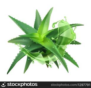 Aloe realistic plant. Green aloe vera, medicine plant and juice splash, natural cosmetology component and skin cream isolated vector medical illustration. Aloe realistic plant. Green aloe vera, medicine plant and juice splash, natural cosmetology component and skin cream isolated vector illustration