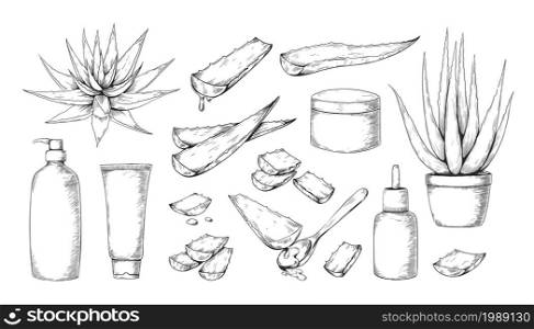 Aloe Vera. Hand drawn medical herb for beauty and cosmetic products label. Evergreen succulent sketch. Potted houseplant. Moisturizing lotion bottle. Juicy plant leaves. Vector botanical outline set. Aloe Vera. Hand drawn medical herb for beauty and cosmetic products label. Evergreen succulent. Potted houseplant. Moisturizing lotion bottle. Plant leaves. Vector botanical sketch set