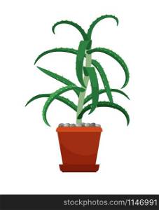 Aloe Vera houseplant in flower pot, vector illustration on white. Aloe Vera houseplant in flower pot