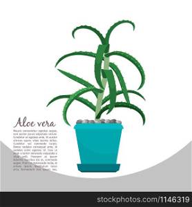 Aloe vera indoor plant in pot banner template, vector illustration. Aloe vera plant in pot banner