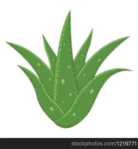 Aloe vera medicinal plant leaves isolated on white background. Cartoon style. Vector illustration for any design.
