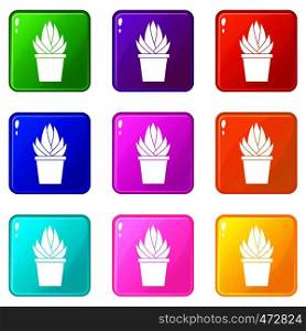 Aloe vera plant icons of 9 color set isolated vector illustration. Aloe vera plant icons 9 set