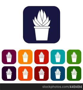 Aloe vera plant icons set vector illustration in flat style In colors red, blue, green and other. Aloe vera plant icons set flat