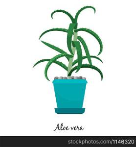 Aloe vera plant in pot isolated on the white background. Aloe vera plant in pot icon