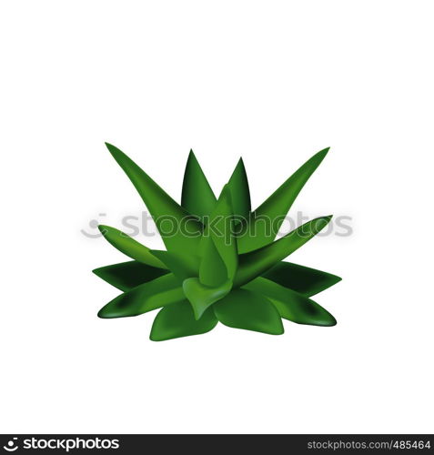 Aloe vera plant isolated on a white background vector illustration