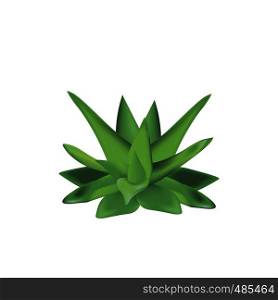 Aloe vera plant isolated on a white background vector illustration