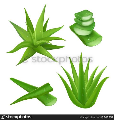 Aloe vera plant realistic set with cut pieces isolated vector illustration . Aloe Vera Set