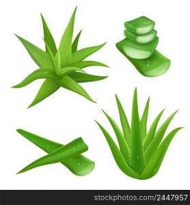 Aloe vera plant realistic set with cut pieces isolated vector illustration . Aloe Vera Set