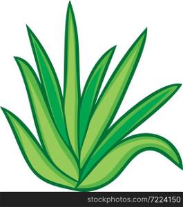 Aloe vera plant vector