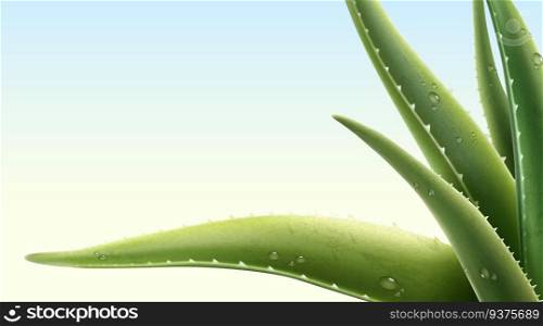 Aloe Vera plant with dew in 3d illustration. Aloe Vera plant