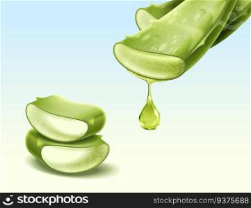 Aloe Vera plant with its section in 3d illustration. Aloe Vera plant